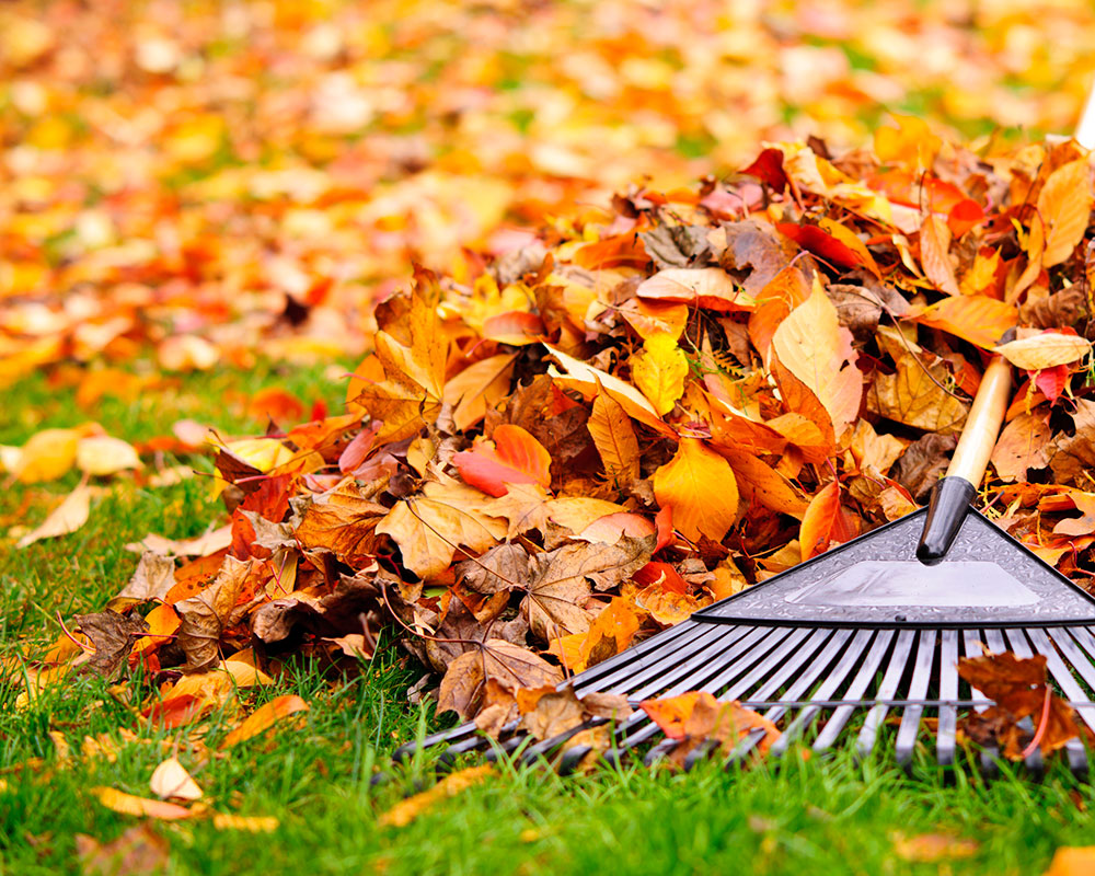 Haverhill Curbside Collection of Leaves Saturday