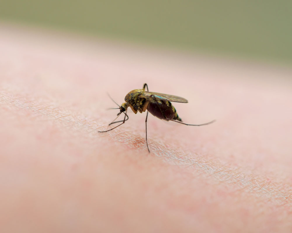 Mosquito Control Program Begins This Week in Plaistow, N.H.