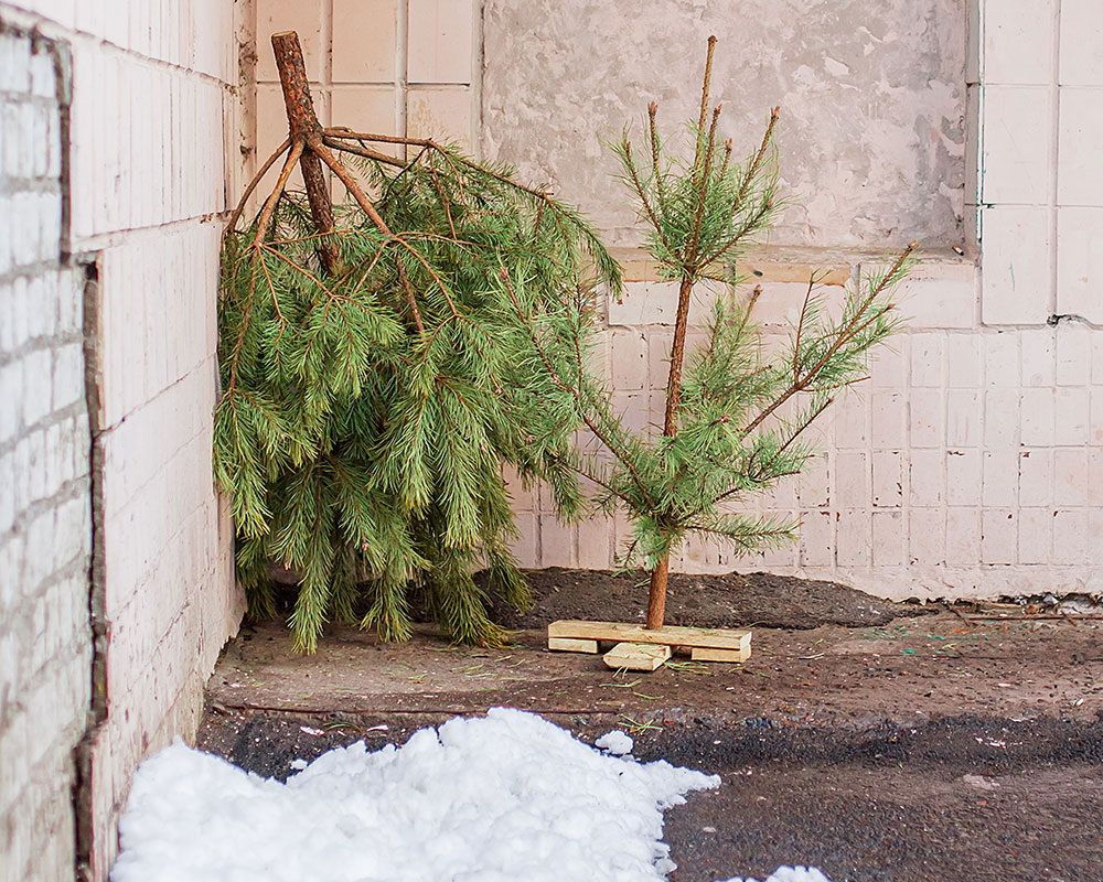 Christmas Tree Collection at Haverhill Curbsides This Saturday; No Drop-Offs This Year