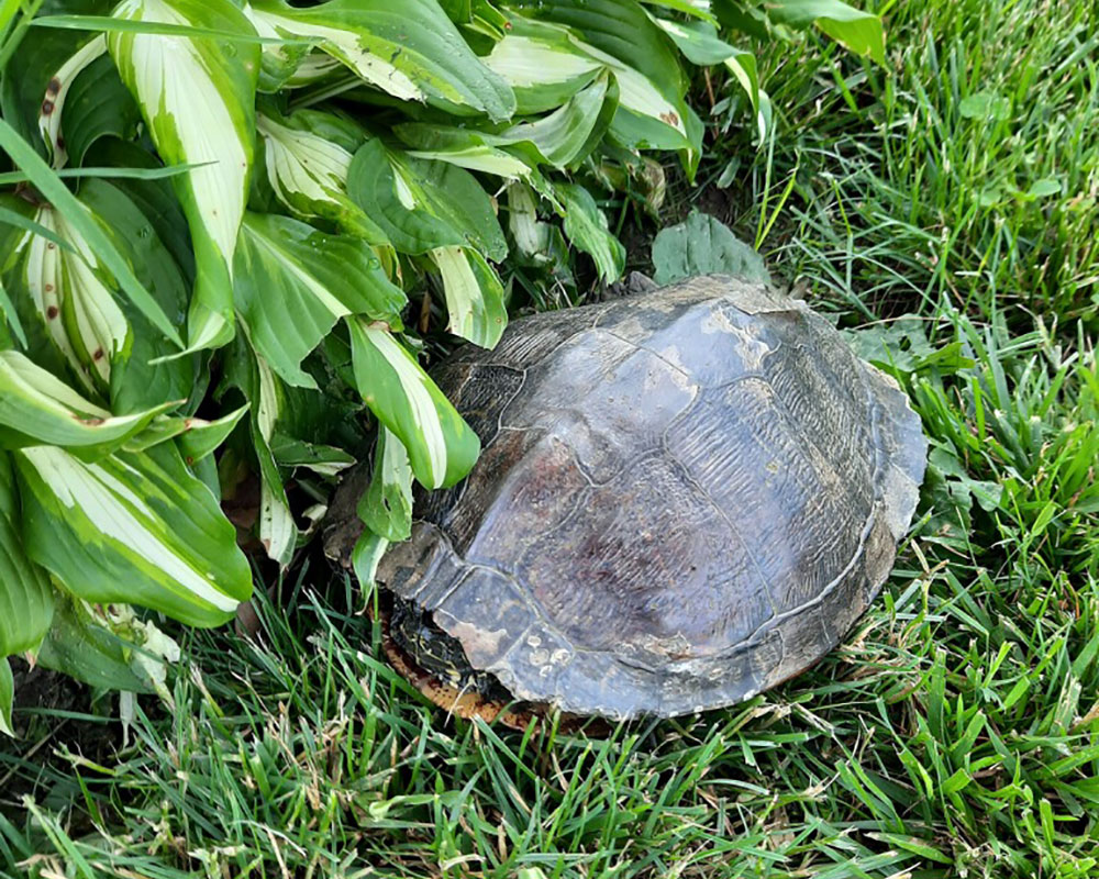 Discovery of Nesting Turtles Slows Down Landscaping at Haverhill’s Vietnam Veterans Memorial