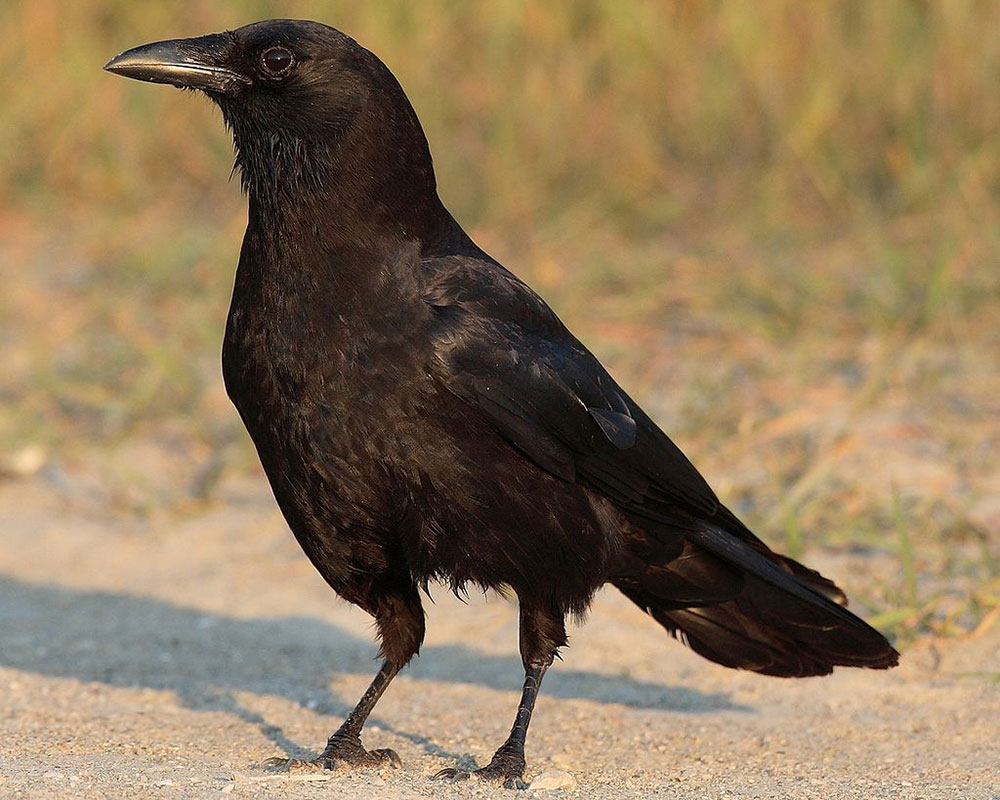 ‘Crow Shows’ Online and In-Person Offer Insight Into Roosting of Thousands of Birds