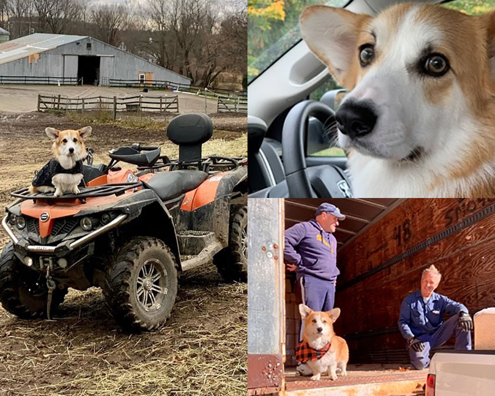 Massachusetts Farm Bureau Federation Names Haverhill Farm Dog as ‘Best Buddy’