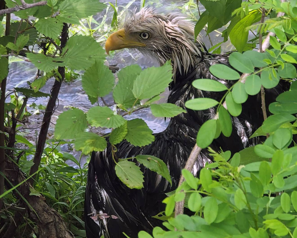 West Newbury Police, Animal Control Teamwork Achieve Success Rescuing Injured Bald Eagle