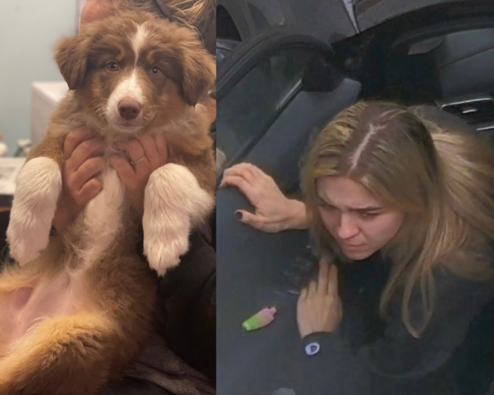 Groveland Police Seek Public’s Help in Identifying Person Who May Have Abandoned Puppy