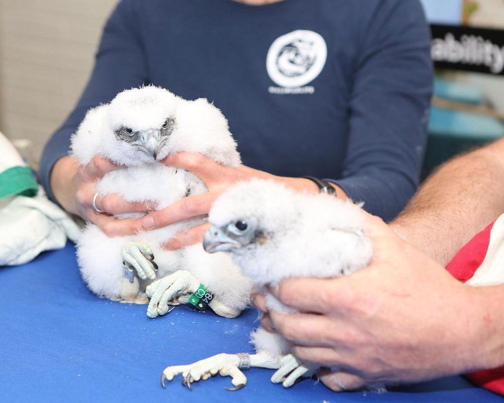Recently Hatched Falcons are Real Life UMass Lowell River Hawks