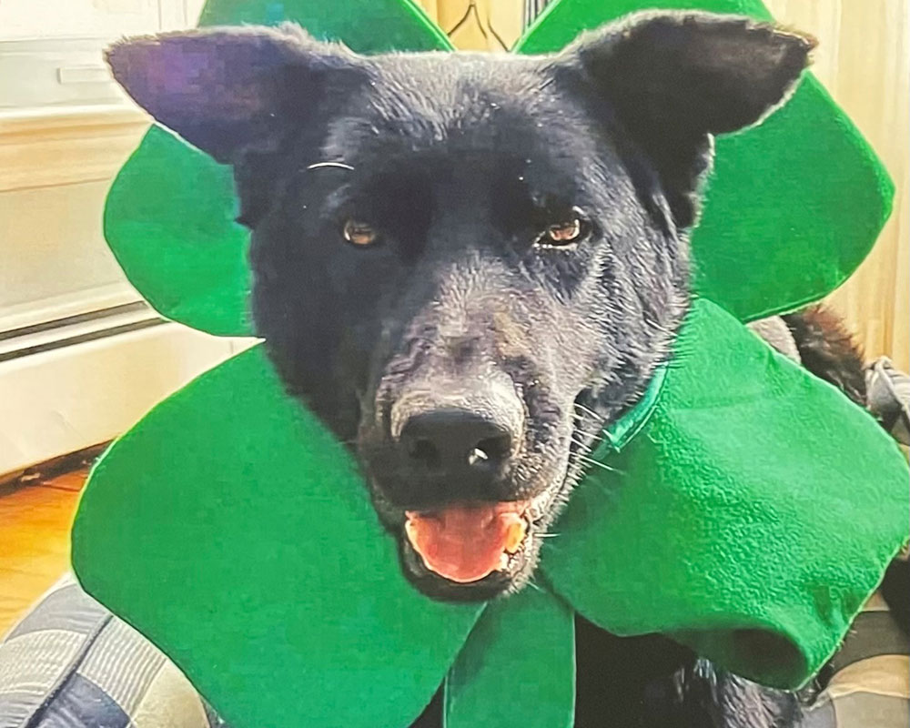 ‘Harry’ Takes Home Top Honors as Haverhill’s Top Dog for 2024